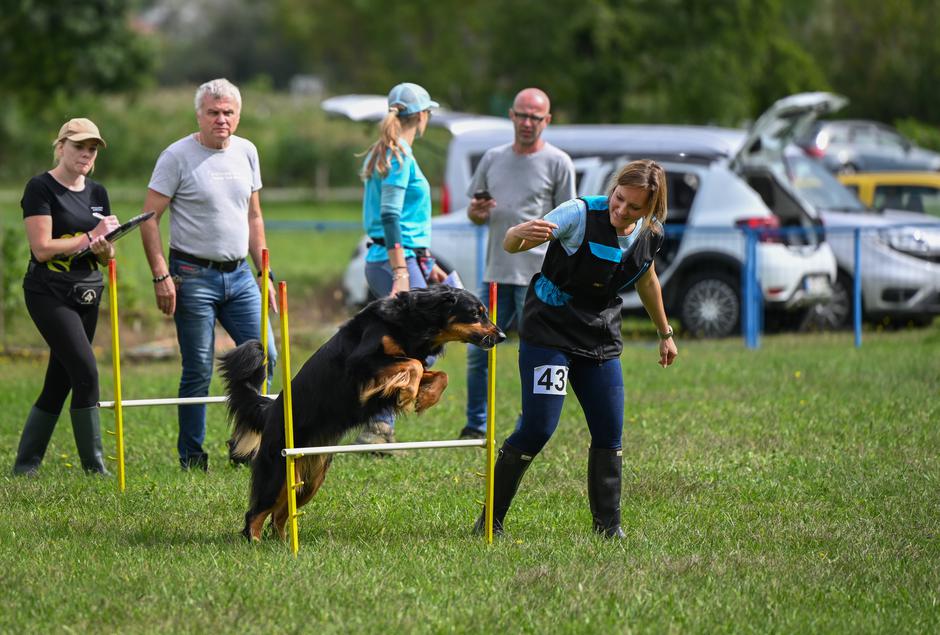 KD nova gorica pes | Avtor: KD Nova Gorica