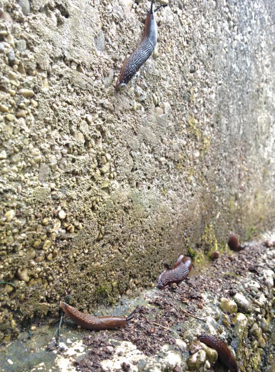 Polži lazarji | Avtor: Žurnal24 main