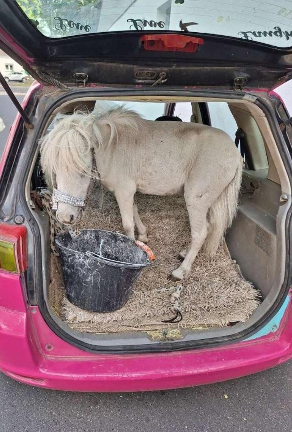 V avtomobilu je prevažala ponija. | Avtor: Nemška policija