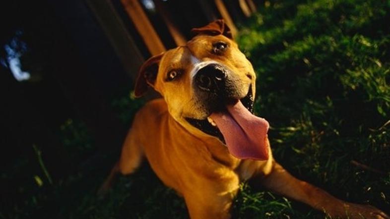 Staffordshirski terier