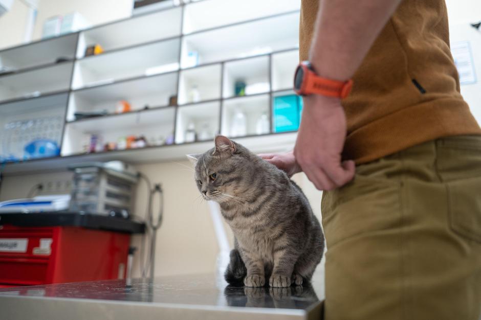 Mačka pri veterinarju | Avtor: Profimedia