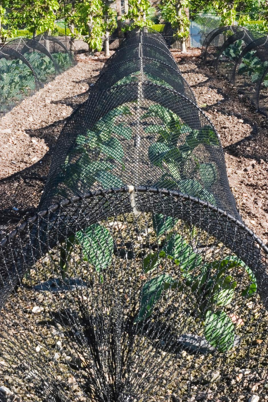 zelenjavni vrt | Avtor: Profimedia