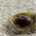 Meduza