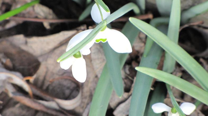 Prve rožice na obali