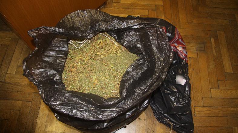 zasežena droga, konoplja