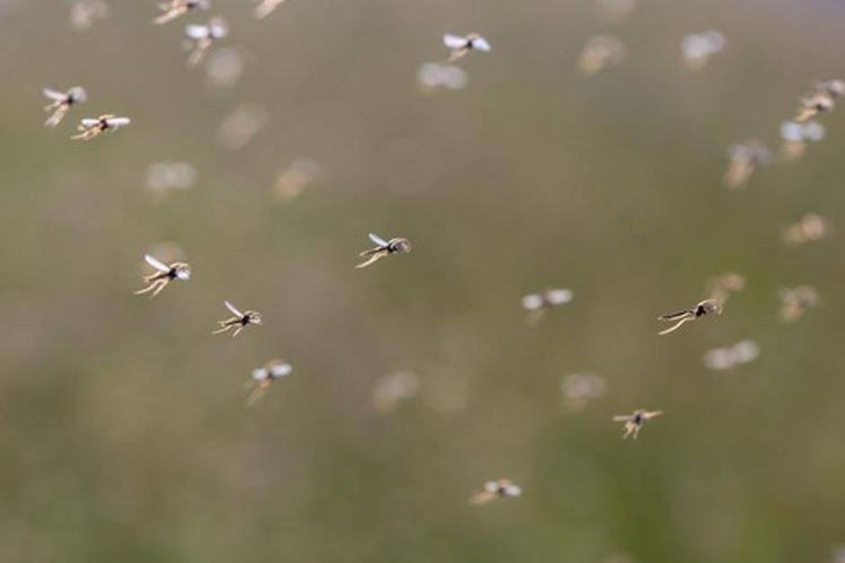 Komarji | Avtor: Profimedia