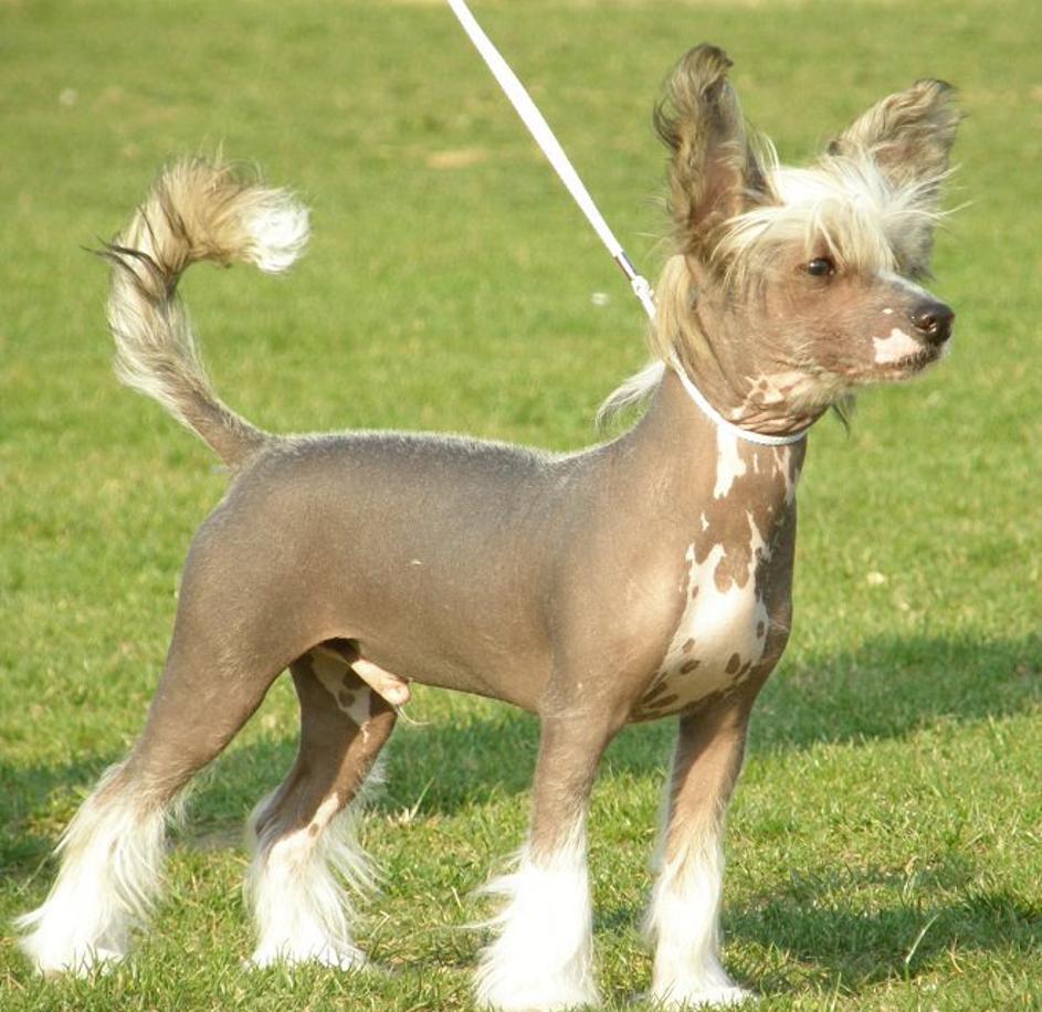 6 pack Čukur pes Tonči razstava