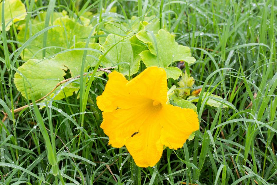 bučke in buče | Avtor: Profimedia