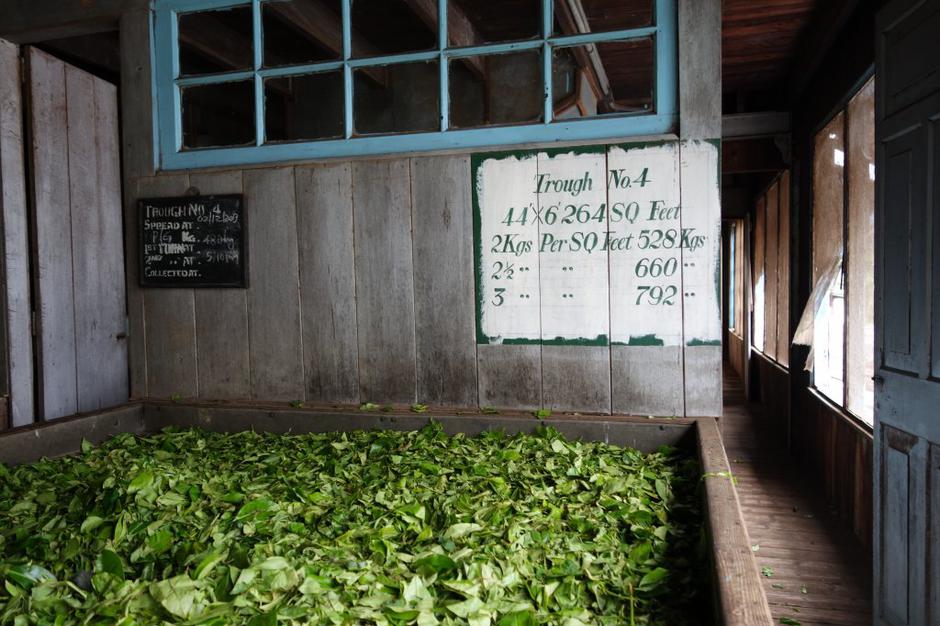 Šrilanka | Avtor: Maja Bitenc