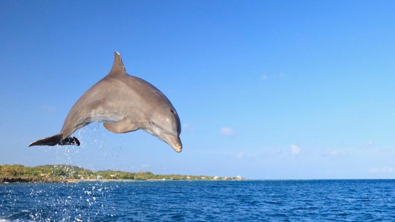 Tursiops truncatus, delfin