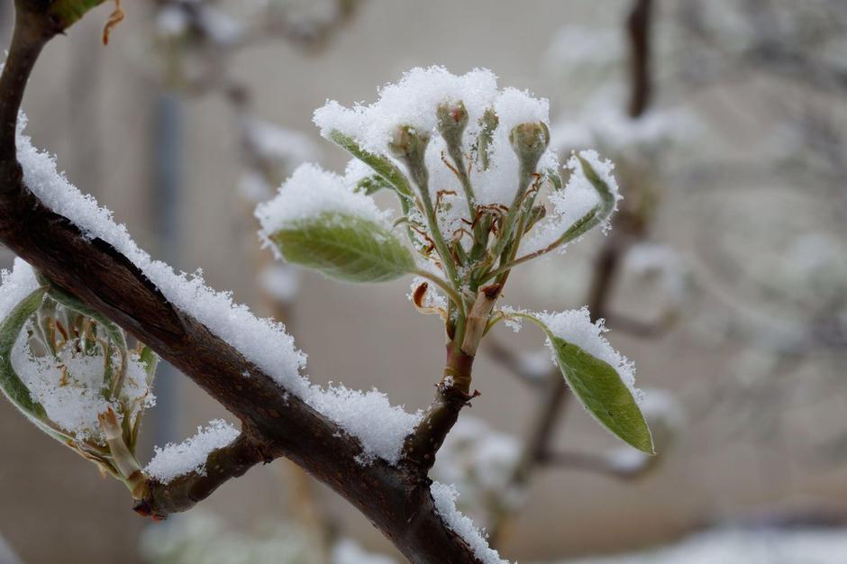 pozeba sneg hruška | Avtor: Profimedia