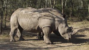 Severni beli nosorog
