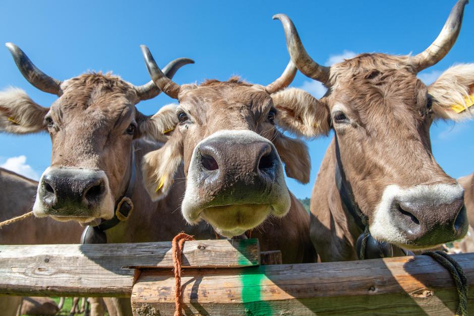 Krava krave | Avtor: Profimedia