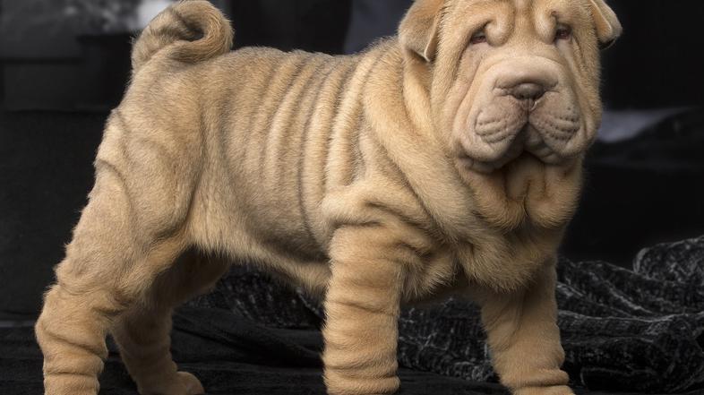 Shar Pei