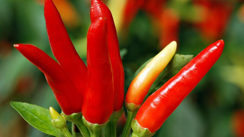 Pekoče je zdravo. (Foto: Shutterstock)