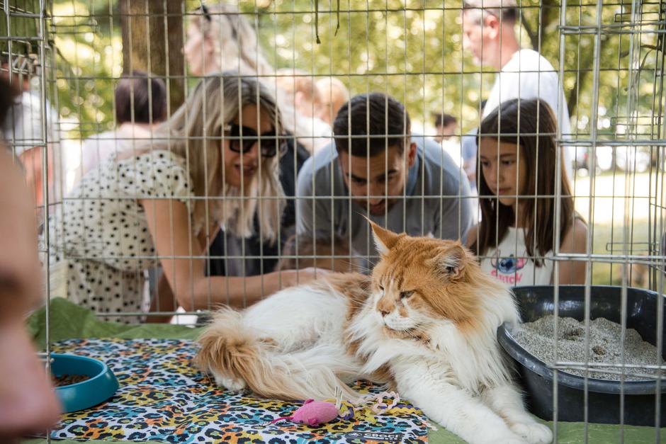 Festival za ljubitelje živali 2025 | Avtor: Cimet Studio