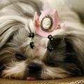 Shih tzu