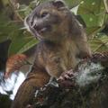 olinguito