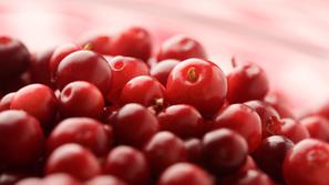 Brusnica je vsestranska zdravilna rastlina. (Foto: Shutterstock)