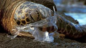 želva ujeta z vrečko