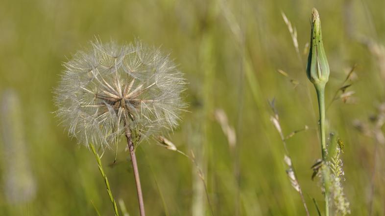 Seneni nahod alergija