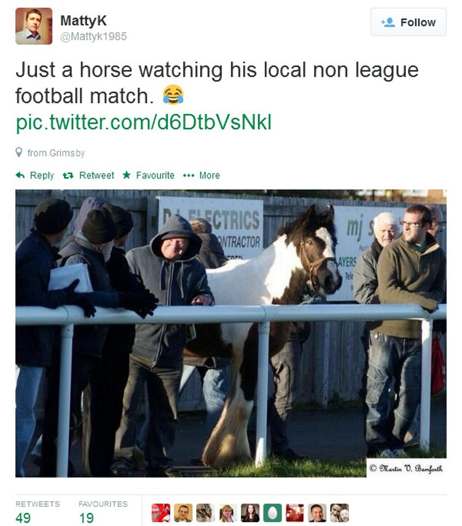 twitter ashington konj | Avtor: Reševalni pas/Twitter