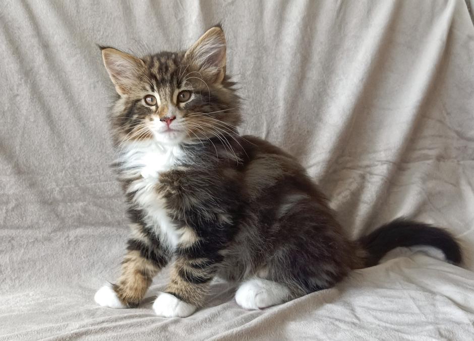 norveška gozdna mačka | Avtor: Teja Tegelj - Veloris