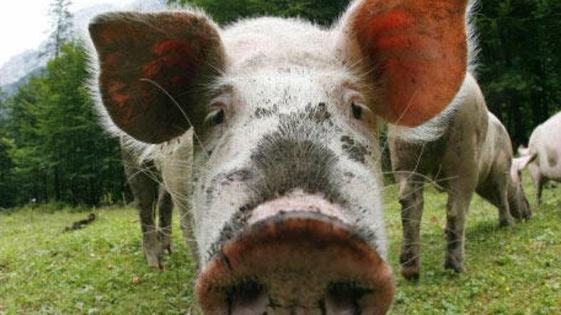 Steklina je neozdravljiva smrtno nevarna bolezen za živali in ljudi.