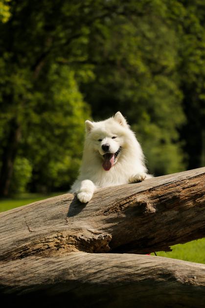 Samojed