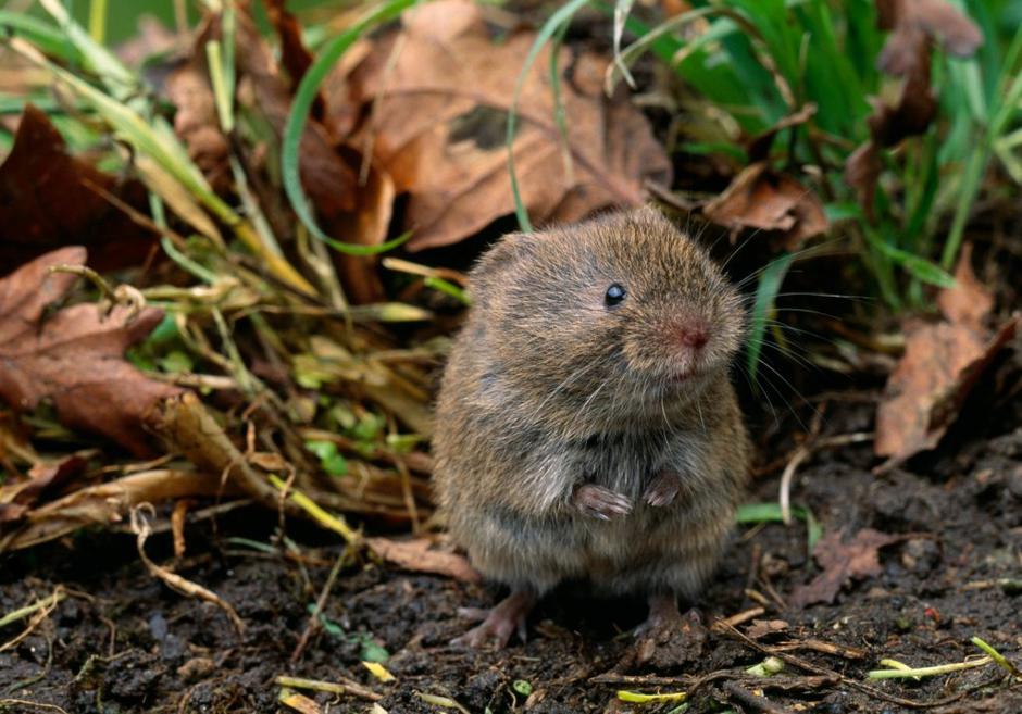 Voluhar | Avtor: Profimedias