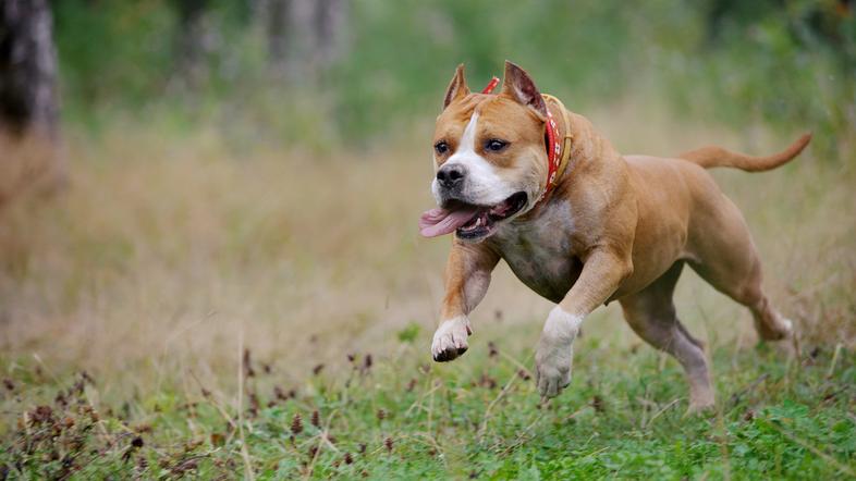 American Staffordshire Terrier