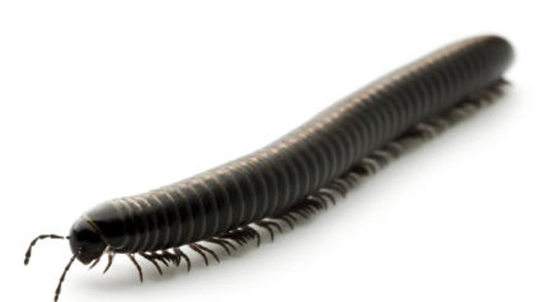 Nadležne stonoge zaradi zidu ne bodo mogle več v vas.