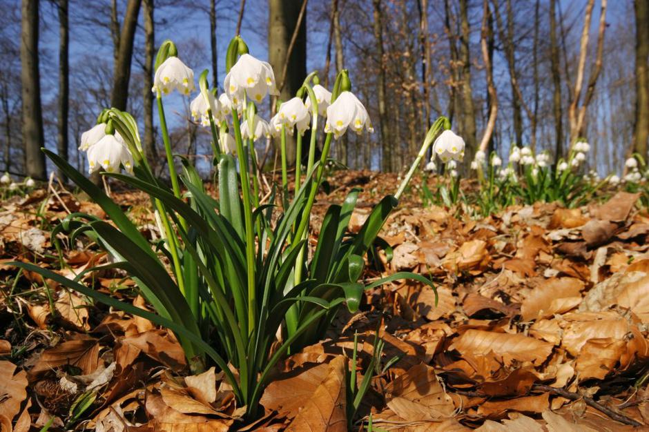 Zvončki | Avtor: Profimedias