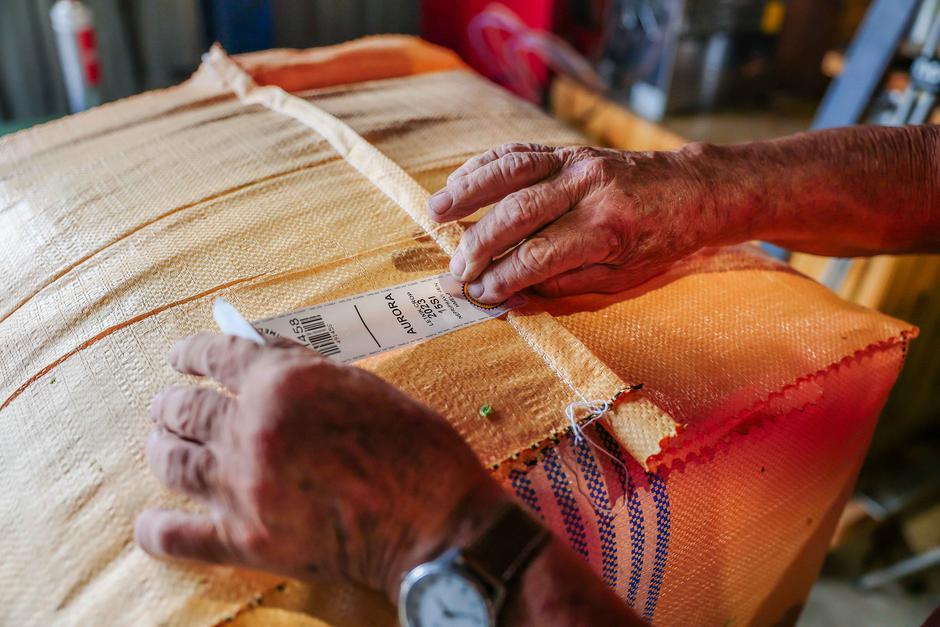 obiranje hmelja | Avtor: Saša Despot