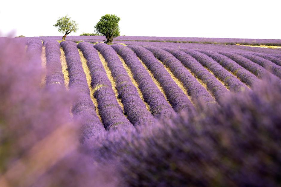 Lavanda | Avtor: Epa