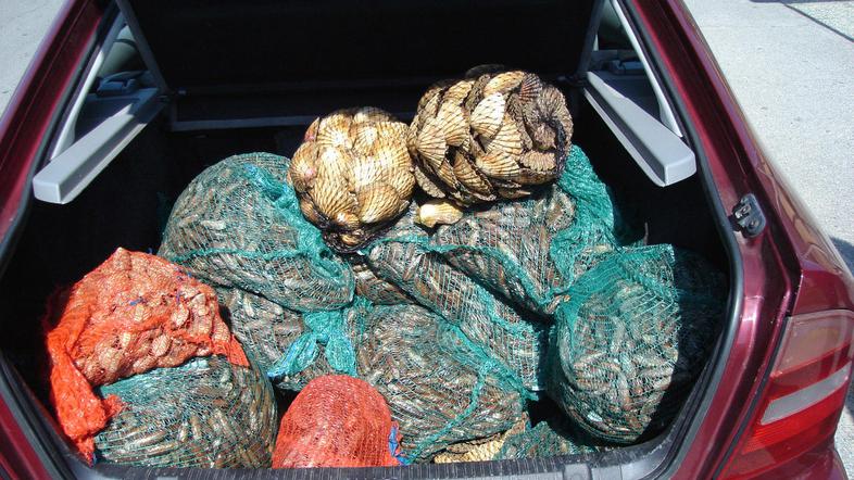 Školjke so prevažali, skladiščili in distribuirali na neprimeren, nehigieničen n