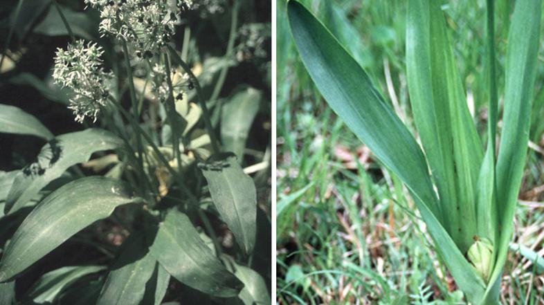 Zamenjave med užitnim čemažem (levo) in strupenim jesenskim podleskom (desno) so