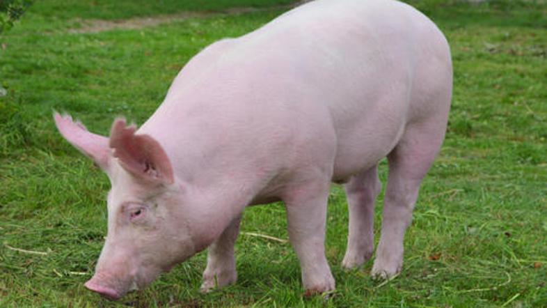 (Foto: Shutterstock)