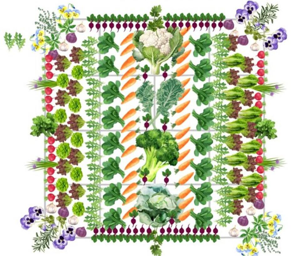 načrt zelenjavnega vrta