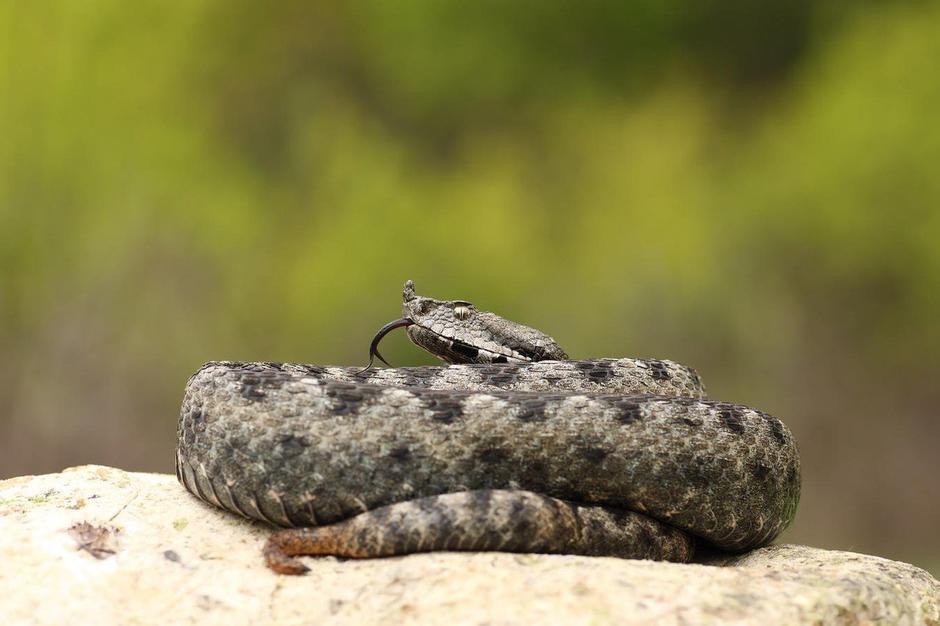 modras Vipera ammodytes | Avtor: Profimedia