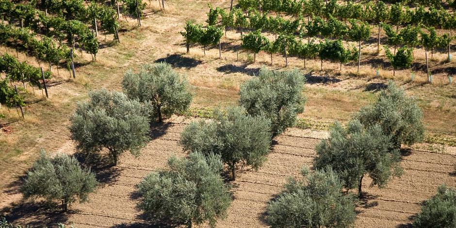 Okusi Istre | Avtor: Okusi Istre