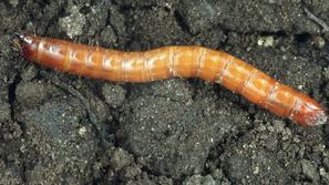 Vrt, zelenjava, vrtnarjenje, škodljivci, škodljivec