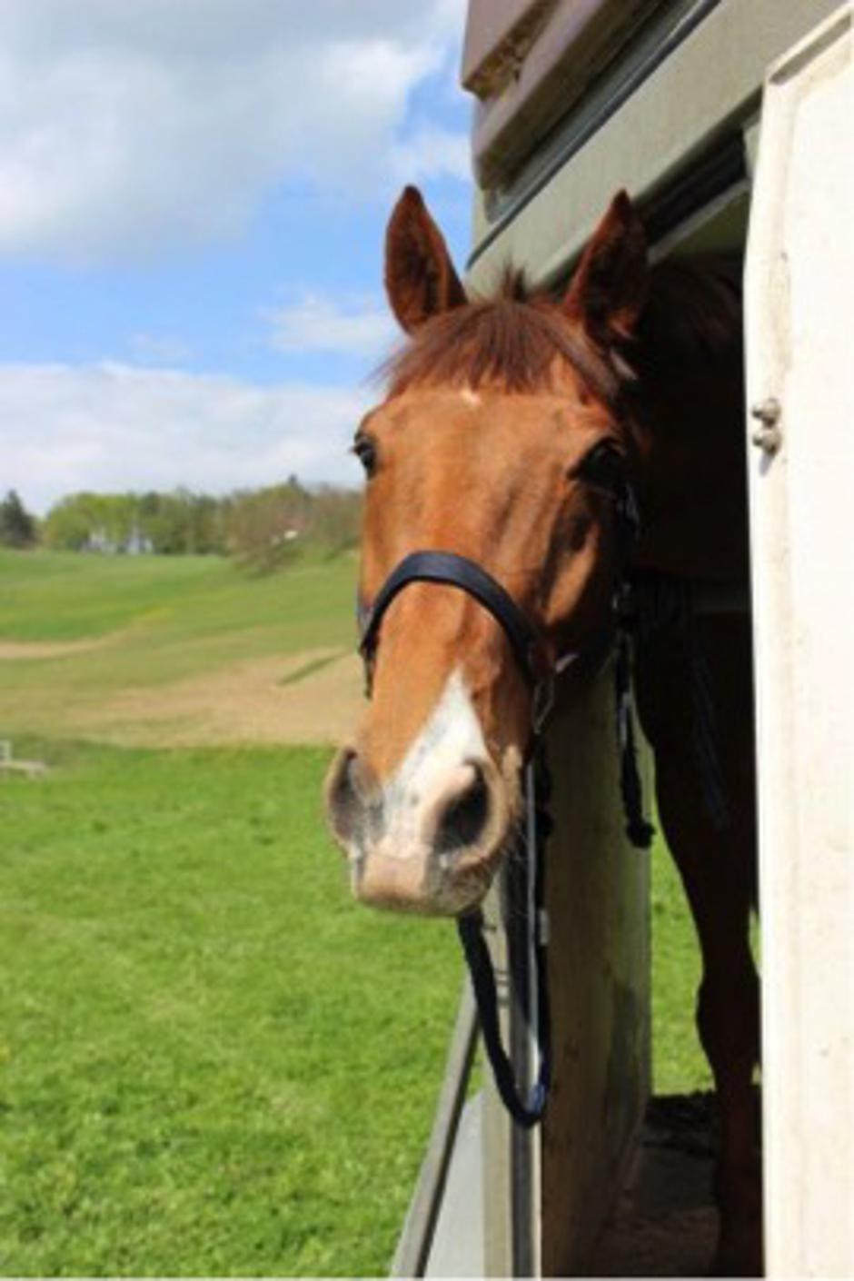 Konjeniški klub Gibanje | Avtor: Konjeniški klub Gibanje