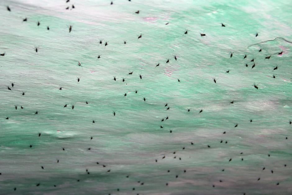 Komarji | Avtor: Profimedia