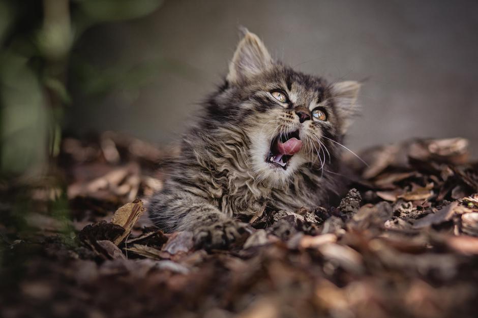 Maine Coon | Avtor: Profimedia