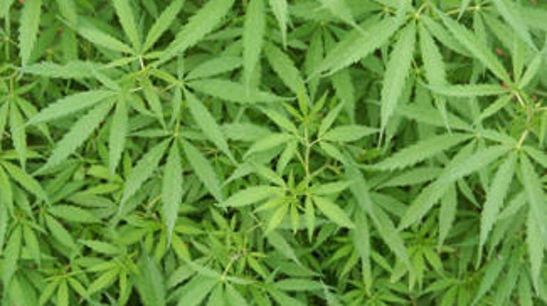 Policijsko poizvedovanje je vodilo v pravo smer; v pravcati rastlinjak s sto sad