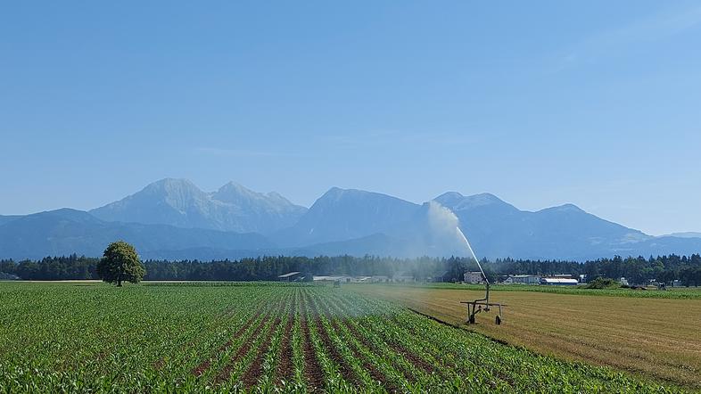 Zalivanje, koruza, Hrastje pri Kranju, Kranj, poljedelstvo, suša