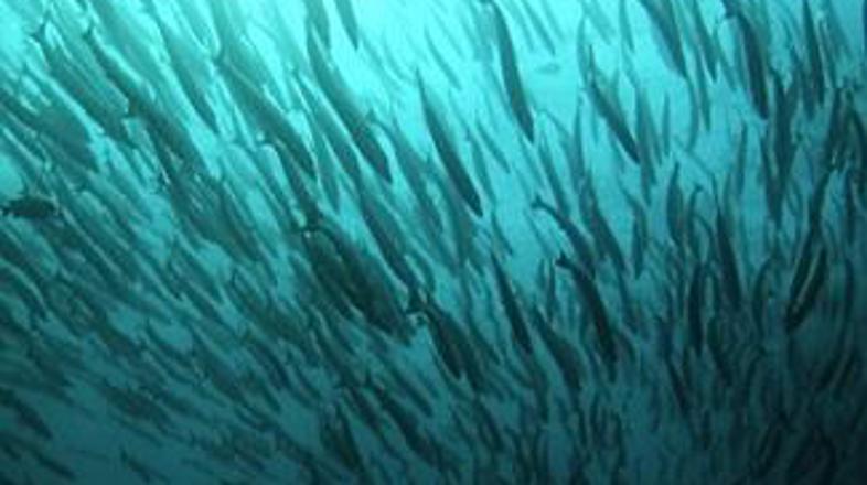 Morska idila iz globin blizu malezijskega otoka Sipadan ...