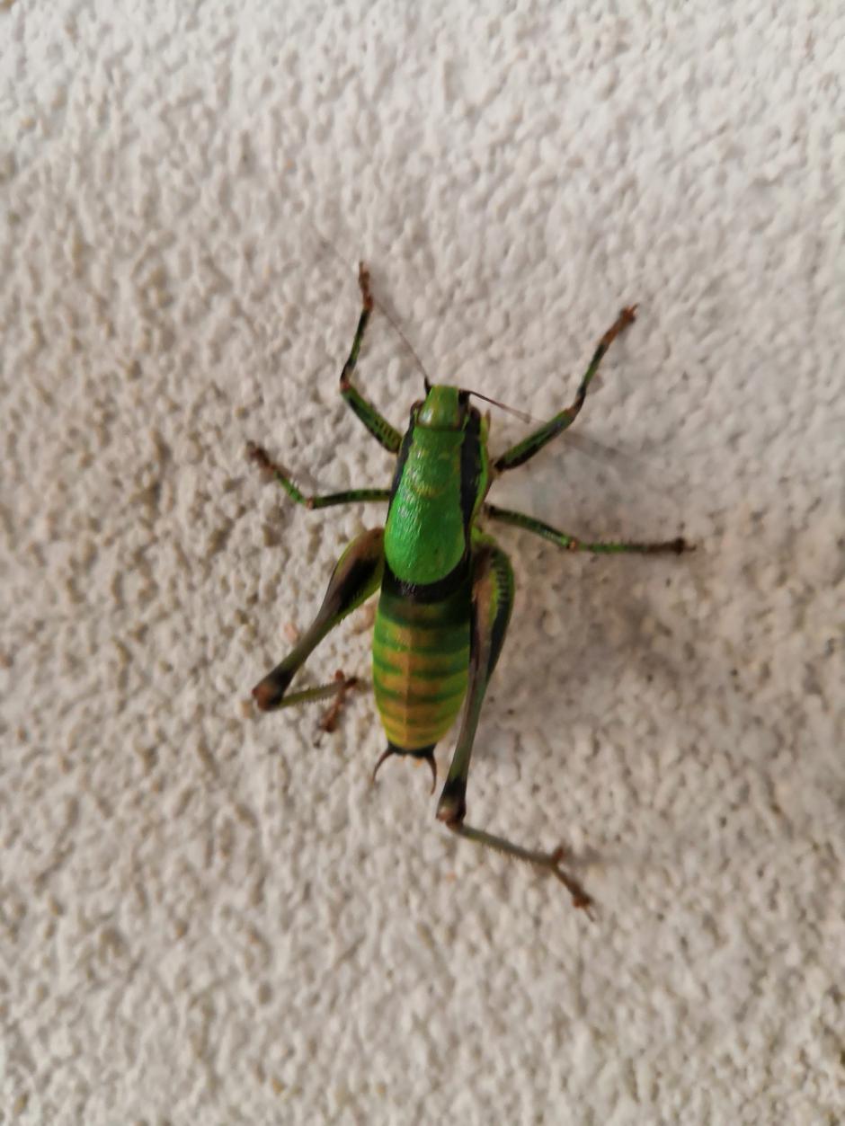 Honor 10 | Avtor: Matej Košir