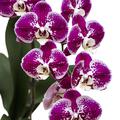 orhideja